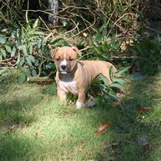 Amerikansk staffordshire terrier Starfire "Steffie"