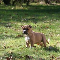 Amerikansk staffordshire terrier Starfire "Steffie"