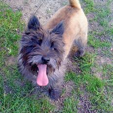 Cairn terrier Futte * R.I.P *