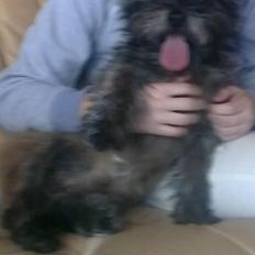 Cairn terrier Futte * R.I.P *
