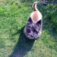 Cairn terrier Futte * R.I.P *