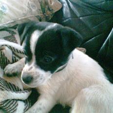 Glathåret foxterrier Siggi      død  savnet