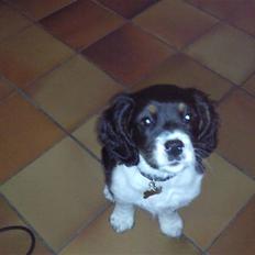 King charles spaniel MIlle