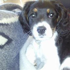 King charles spaniel MIlle