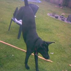 Blanding af racer | Sille | Tricks hunden**