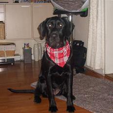 Blanding af racer | Sille | Tricks hunden**