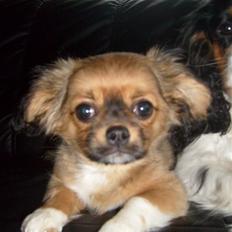 Blanding af racer Gucci