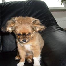 Blanding af racer Gucci