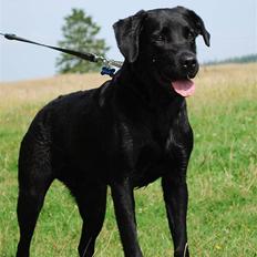 Labrador retriever Bobby*R.I.P.*