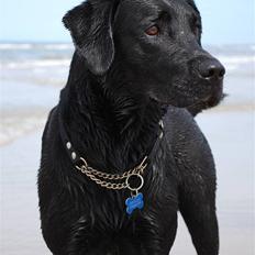 Labrador retriever Bobby*R.I.P.*