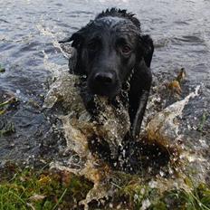 Labrador retriever Bobby*R.I.P.*