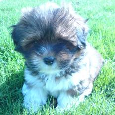 Lhasa apso *Pinky*