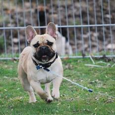 Fransk bulldog Chopper