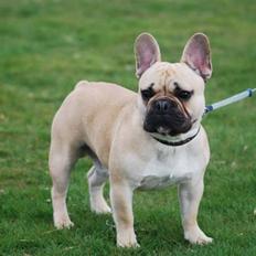 Fransk bulldog Chopper