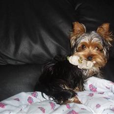 Yorkshire terrier Hugo