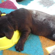 Labrador retriever Fie