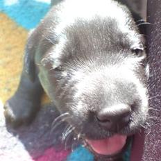 Labrador retriever Fie