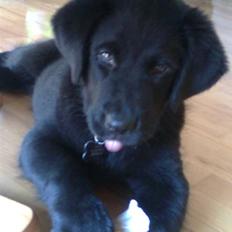 Labrador retriever Loui