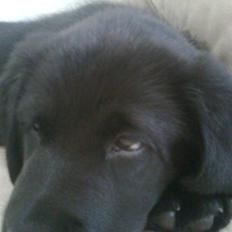 Labrador retriever Loui