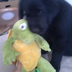 Labrador retriever Loui