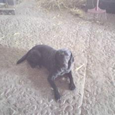 Labrador retriever  Kragbæk´s Joey