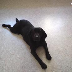 Labrador retriever  Kragbæk´s Joey