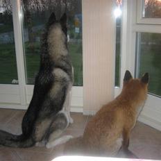 Siberian husky Zico Født i Juelsminde