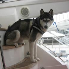 Siberian husky Zico Født i Juelsminde