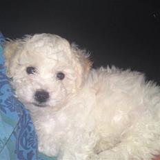 Bichon à poil frisé JOEY