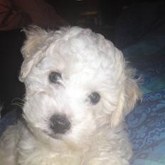Bichon à poil frisé JOEY