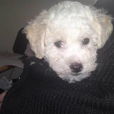 Bichon à poil frisé JOEY