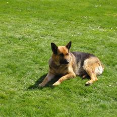 Schæferhund Sascha Aflivet :,( R.I.P