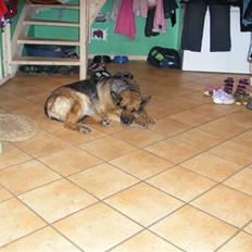 Schæferhund Sascha Aflivet :,( R.I.P