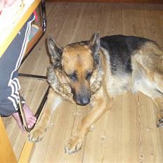 Schæferhund Sascha Aflivet :,( R.I.P