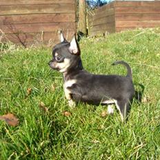 Chihuahua Bonni