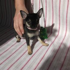 Chihuahua Bonni