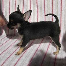 Chihuahua Bonni