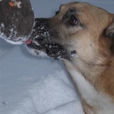 Welsh corgi pembroke Alf Fox Nielsen