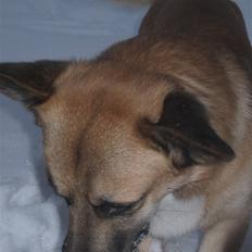 Welsh corgi pembroke Alf Fox Nielsen