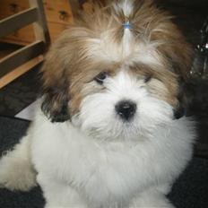 Lhasa apso  Fabricius´Malle