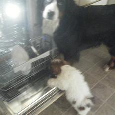 Lhasa apso  Fabricius´Malle