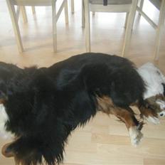 Lhasa apso  Fabricius´Malle