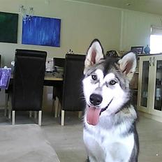 Alaskan malamute SASKE <3 R.I.P babydreng 