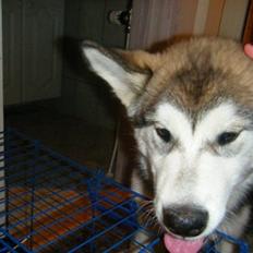 Alaskan malamute SASKE <3 R.I.P babydreng 