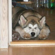 Alaskan malamute SASKE <3 R.I.P babydreng 