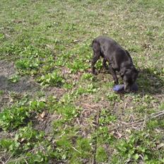 Labrador retriever Kragbæk´s Sussi *R*I*P*