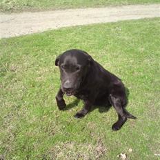 Labrador retriever Kragbæk´s Sussi *R*I*P*