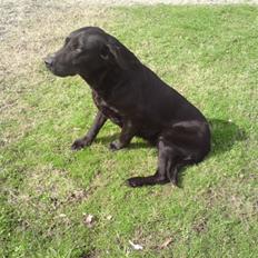 Labrador retriever Kragbæk´s Sussi *R*I*P*