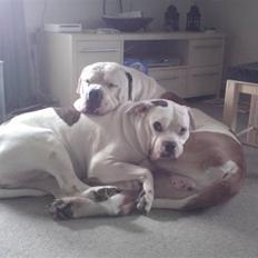 Amerikansk bulldog Kronjuul's Alexis (himmelhund(e))