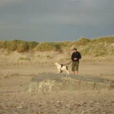 Amerikansk bulldog Kronjuul's Alexis (himmelhund(e))